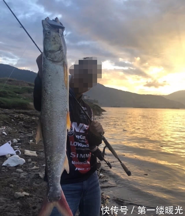 路亚|此鱼的力气比牛还大,常常被人们称之为“水中的鱼霸”