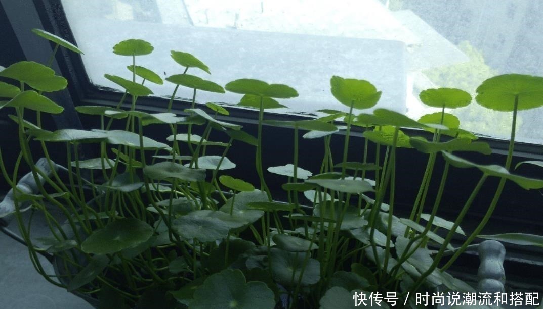 客厅两个地方，万万别“养花”，养了也尽快搬走，别忽视