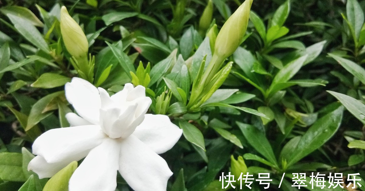 栀子花换盆注意事项,花期换盆需谨慎!