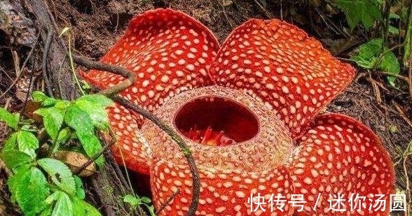 颜色|印尼称世界最大花朵又刷新纪录，此花花朵巨大颜色亮丽却奇臭无比