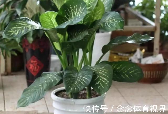 浇水|如何呵护刚买回家的花草盆栽?摸透这几点,养一盆活一盆