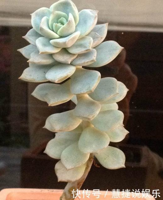 家养多肉,就养这“3种”,叶片肥、颜色艳,养成老桩,价值翻番