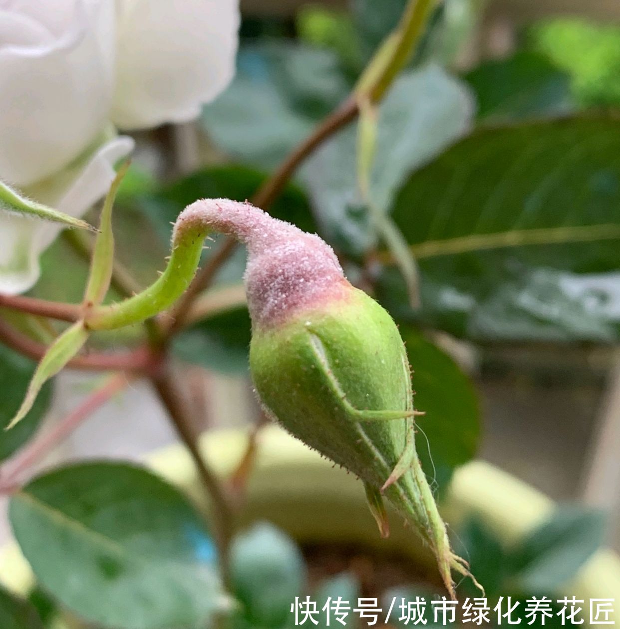 月季花的花苞长了软软的白毛，像发馒头似一样，怎么回事？