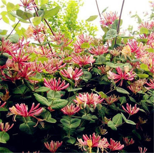 香味|别再养绿萝了,此花香味浓郁,花型独特,阳台再小都要养一棵