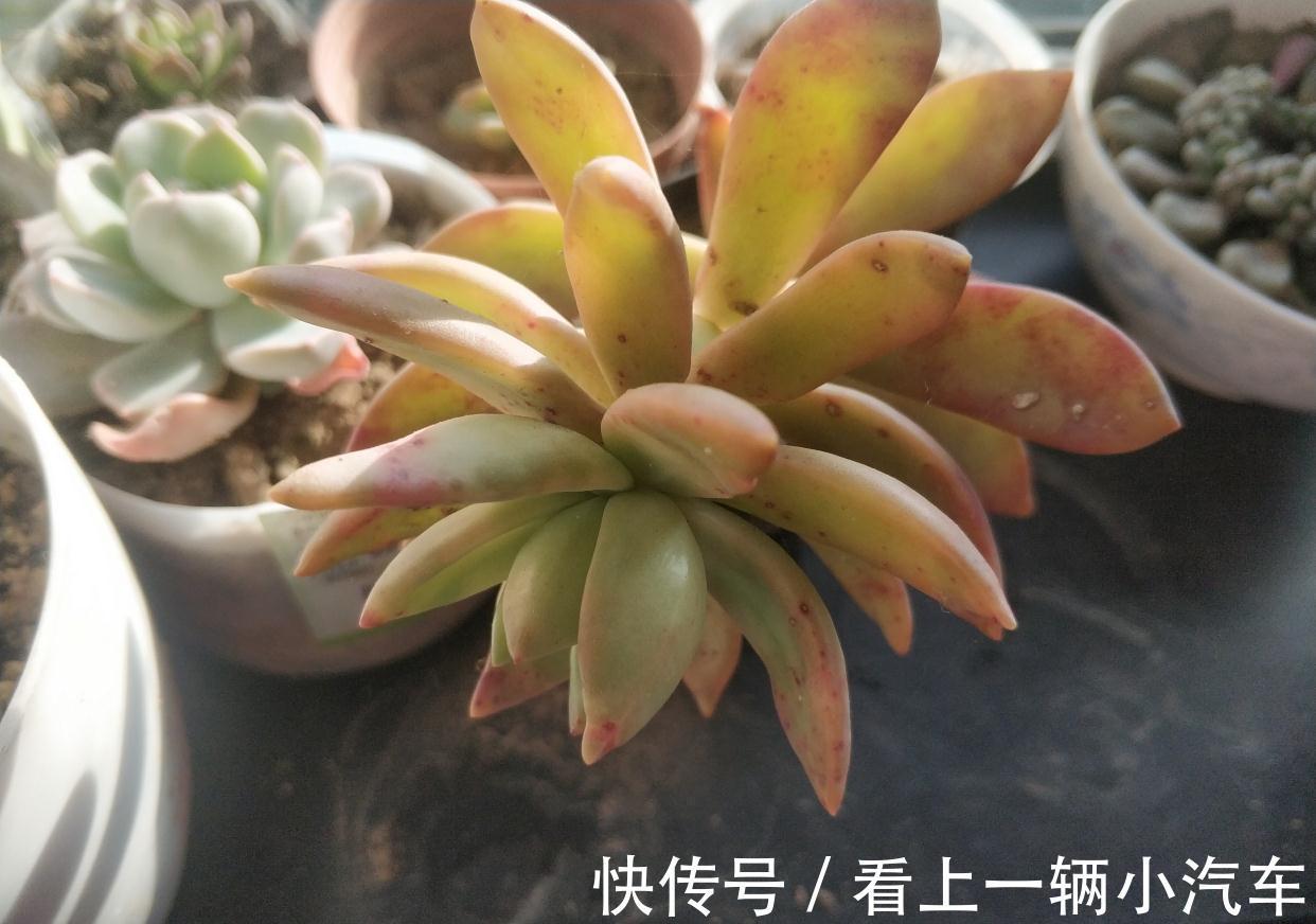 多肉中的“徒神”黄丽,冬季做好4点,也可以变身“宝石花”