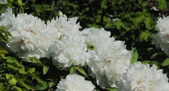 养花|新手养花不如养一盆“白雪塔”,花型饱满,洁白无瑕,适合盆栽养