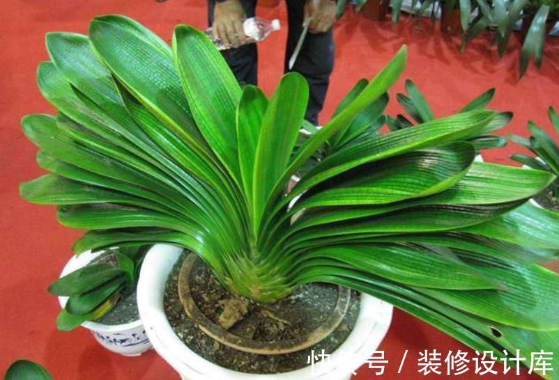 新叶|秋天养君子兰，教你喂勺“催叶水”，一次长2对叶子，开花更艳丽