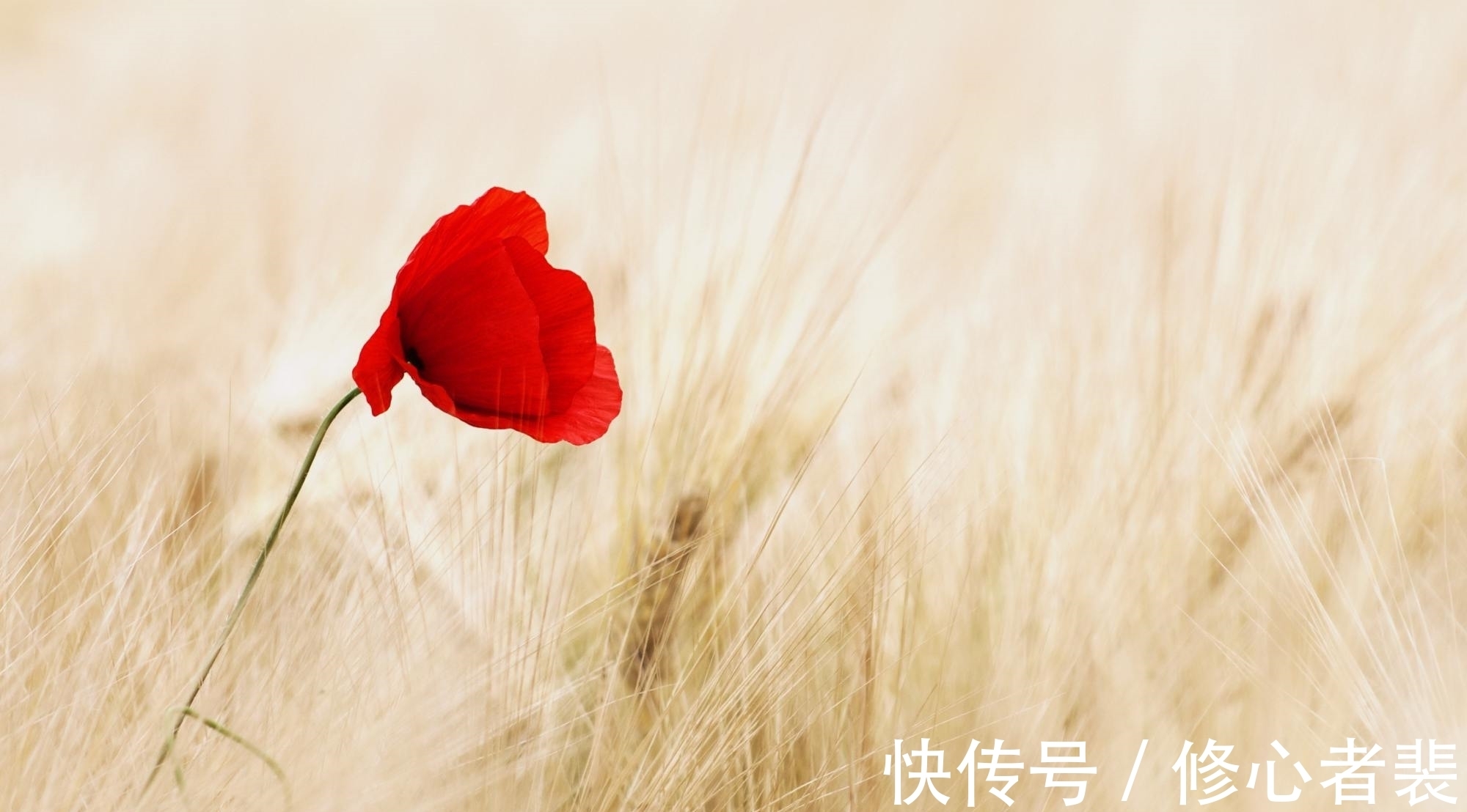 伤春悲秋！欧阳修写给少年的一首诗，开头14字豁达，结尾10字却十分尖锐