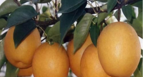 中年|女人养肝就是抗衰老，3种食物，田边疯长，养肝护肝，肝好人年轻