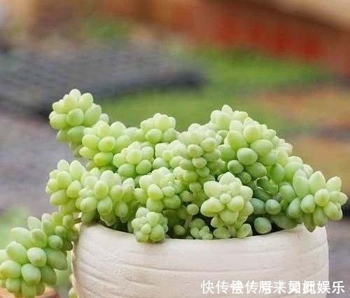 叶片|长得比吊兰好看,肉呼呼的还好养,晒晒太阳就爆盆,不要太好看咯