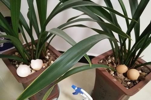 家家都有的1种垃圾,养花盆里放一些,养啥旺啥,轻松爆盆!