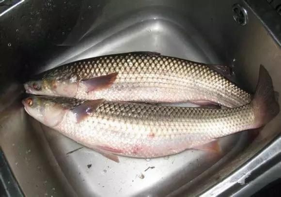 海鲜|渔民整理的海鲜大全,以后再也不怕不认识海鲜了