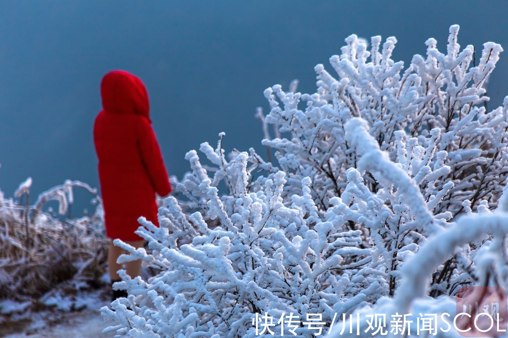 白雪|白雪+雾凇 绵阳千佛山变身“童话世界”