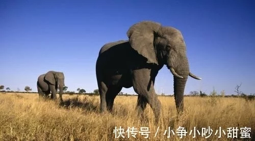 世界上更大的大象：重量到达13.5吨，相当于9辆汽车重！
