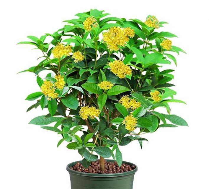 珍品|养花在于精而不在于多,六种花卉中的珍品,养一样也值得