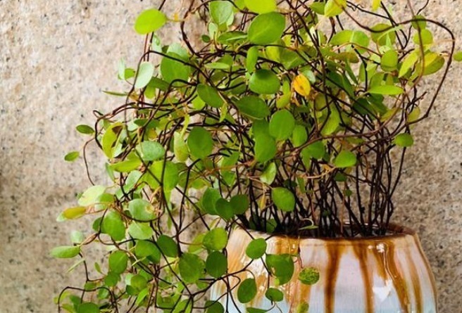 香气|家里人容易“散财”,一旦养了这3种花,感觉一分钱都不会丢!