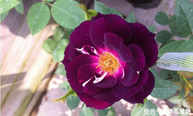 颜值超高|4款花卉养在家里,便宜又好养,简单易成活,颜值超高的