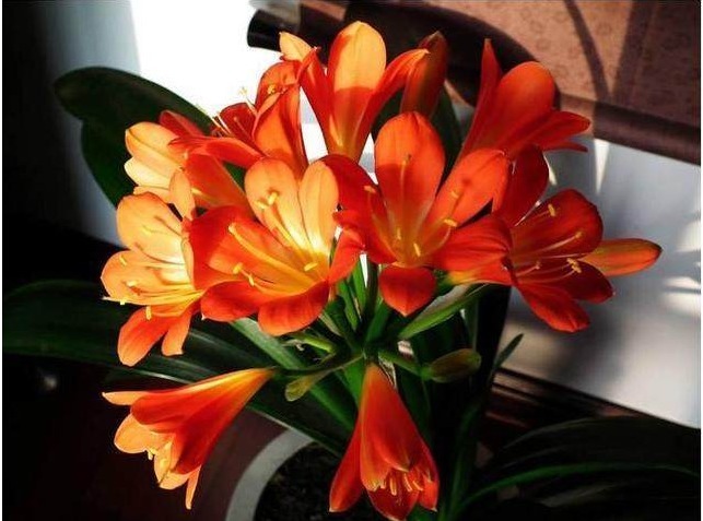 花盆里埋3样东西,君子兰长不停,年年开花几十朵,猛爆盆!