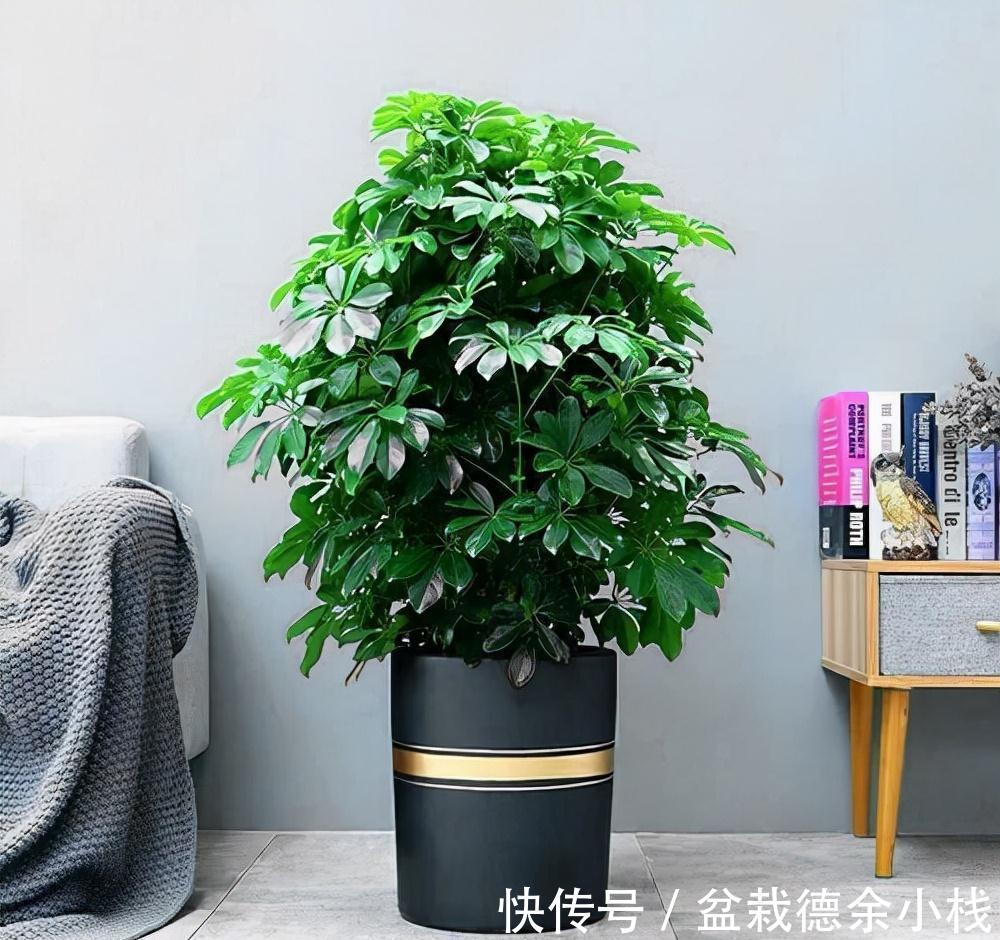 公认好养的“健康花”,建议至少养一盆,个个都是“净化小能手”