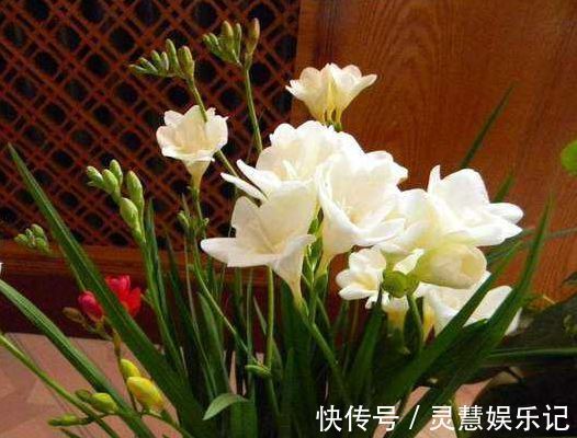 5种花适合秋天养,开花爆盆花期长,花香四溢,香飘十里!