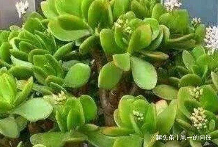 养玉树要避开这三点,满足它的这些喜好,轻松变身老桩盆景