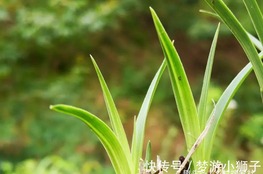 这样的兰花，还能恢复生机？兰友都不敢相信了