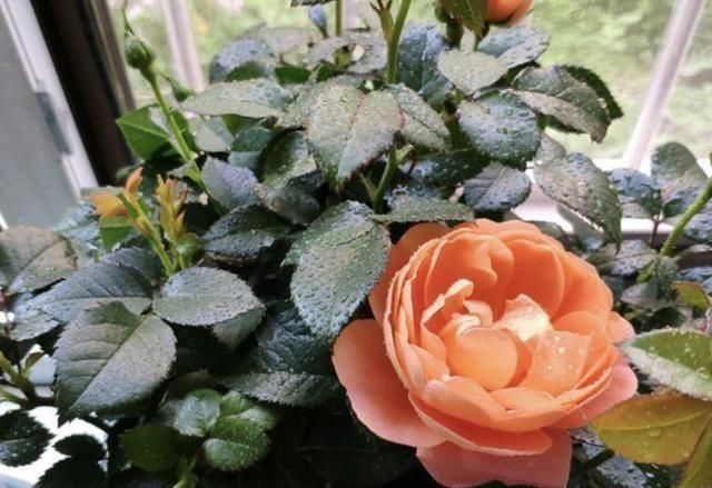 花友们|土壤有“虫卵”,3个“小步骤”做好,土壤变干净,花卉不烂根