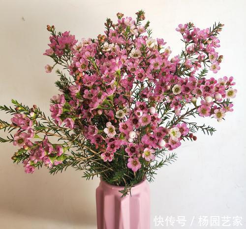 好养|此花好养又好看,一盆能开上百朵,花期长达300天,是盆栽佳品!