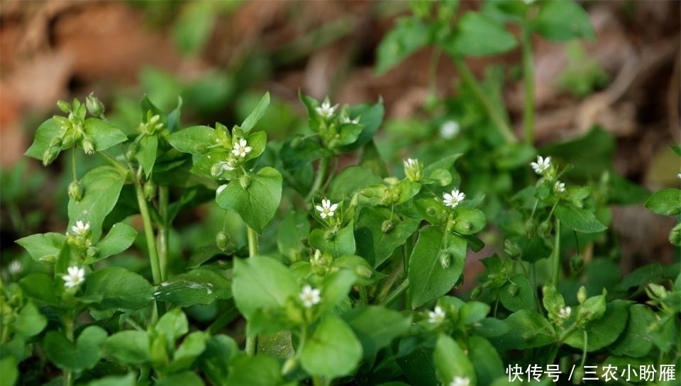 营养物质|农田边一大“害草”,味道却比豌豆尖还鲜美,营养高,见到别错过