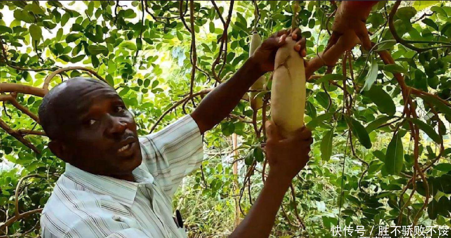 非洲人连温饱都做不到,为啥还偷懒不种地?专家:你去也是一样的