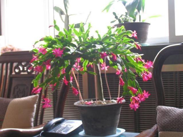 蟹爪兰怎么养才能开花蟹爪兰催花小妙招,养好了一年可开3次