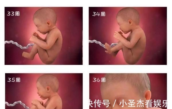 b超|由受精到新生儿,胎宝宝怎么成长的?一组过程图带你探索生命奥秘