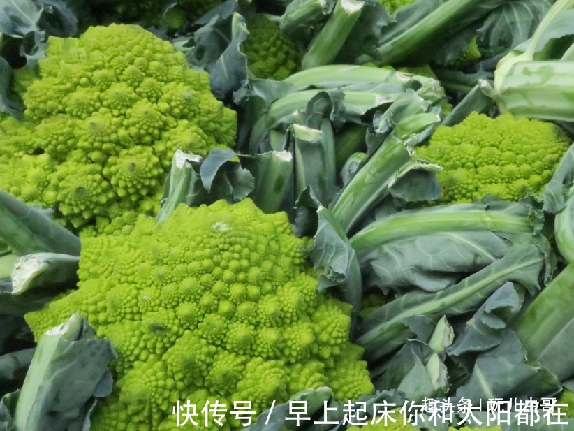 块茎|宝塔花菜脆嫩可口，美容养颜，四招种出绿色美味的宝塔花菜来！