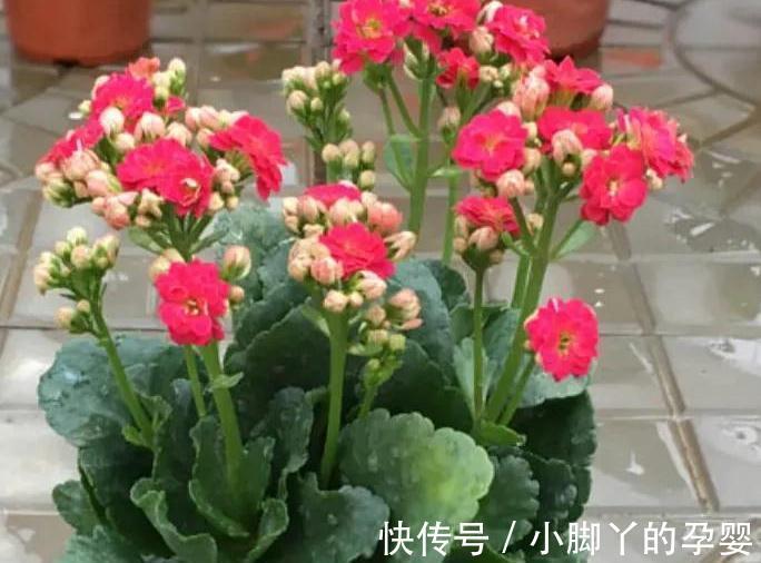 哇塞,6种不怕的漂亮花,天越冷越开花,花大色艳