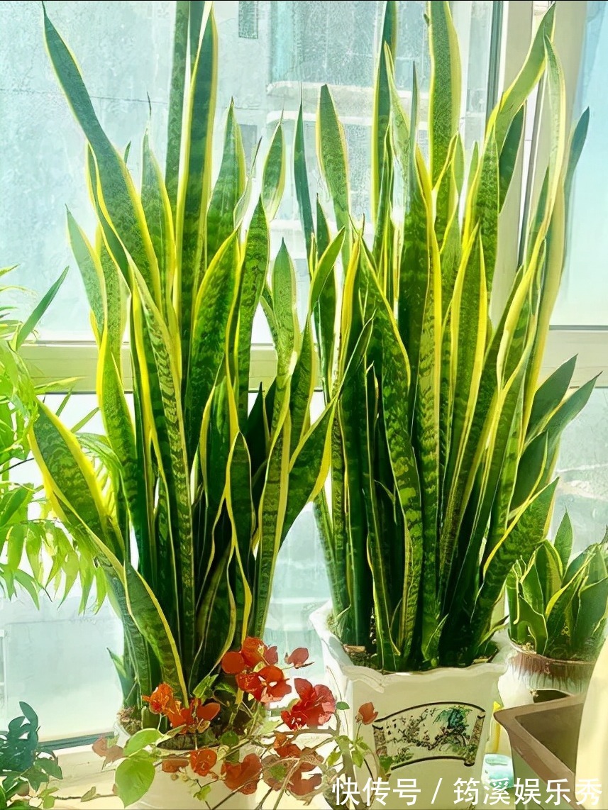 5种“大叶花”轻易不开花,开花就带“好兆头”,养一盆你就赚