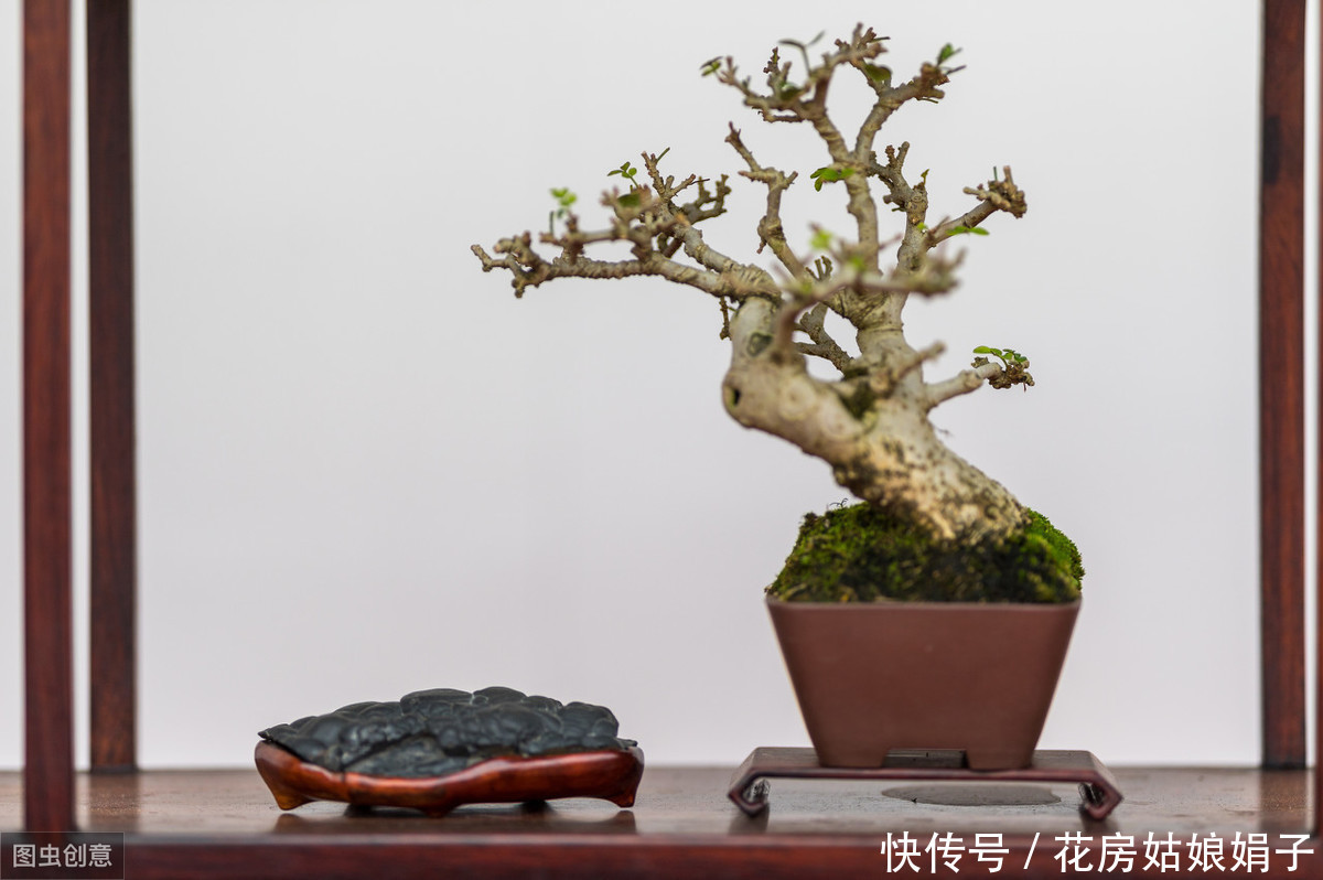 黄杨树被制作成盆景前需要经历哪些?没想到,竟然这么多工序