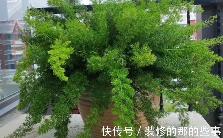 天门|养一株网红草狐尾天门冬,让阳台和庭院变得有趣起来