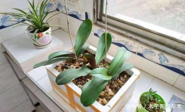 泡沫板|家里的泡沫盒别乱扔,拿来养花用处多,后悔以前全扔了