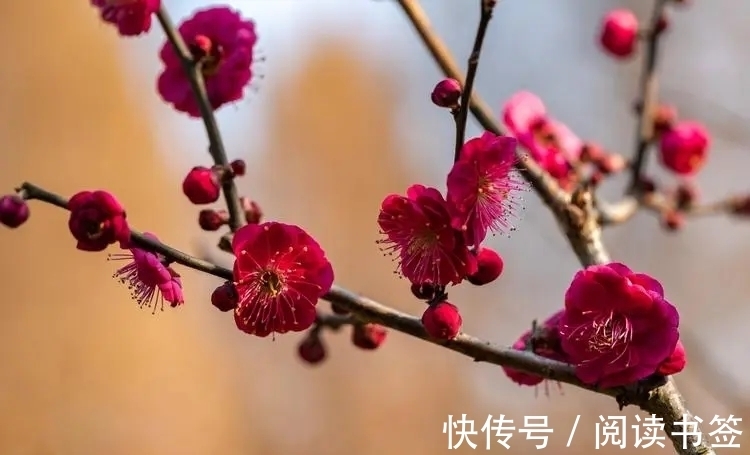 九月九日忆山东兄弟&王维10大名诗排行,《九月九日忆山东兄弟》仅第六,前五是何诗?