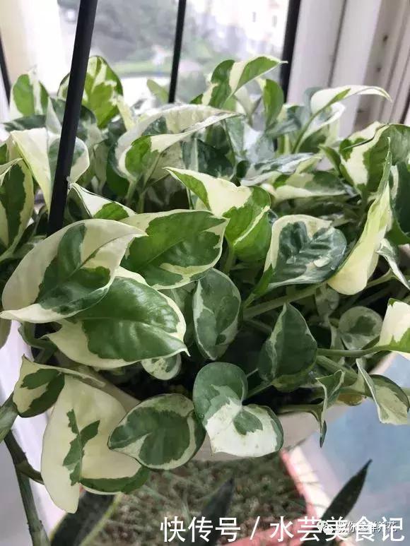 这6种花是“天然净化器”,家中养1盆,潜伏的甲醛也会吸干净!