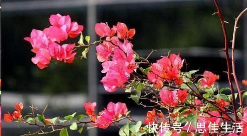 这10种花超级怕冷，再不搬进屋，小心只剩下盆了