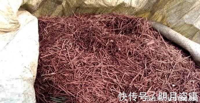 根壮|路边捡一把扔到花盆里,土壤肥的流油,根壮不腐烂,3年不用换土