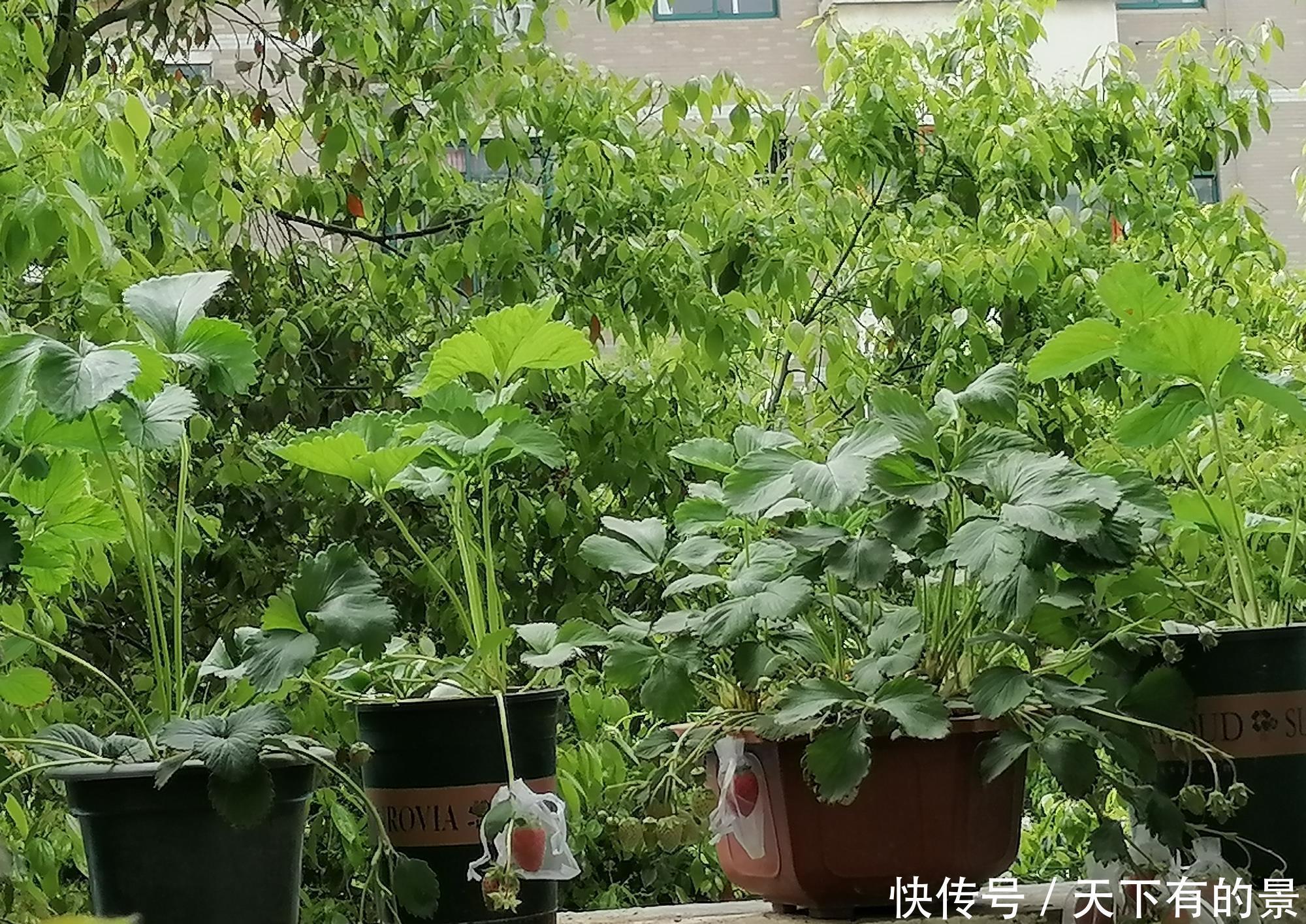 草莓|阳台如何种草莓,记住3点就好了,果多又甜,能结好几茬