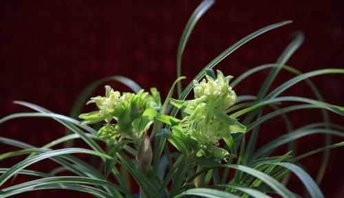 此花，比桂花还香，比蝴蝶兰漂亮，养在家中上档次