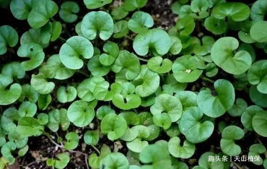 农村最“珍贵”的野草,被苗族人民奉为“神草”,是种不错的中药