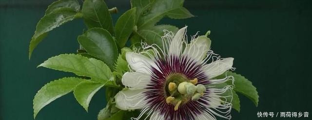 最好养的盆栽水果,集观赏、食用于一身,自花授粉,年年开花结果