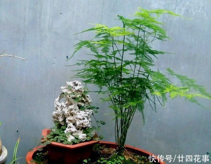 6种花,长高就“变丑”,株型低矮才“漂亮”,要舍得剪