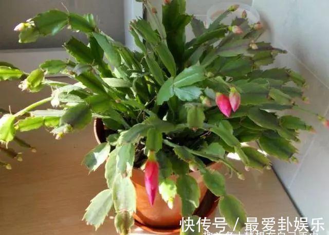 水杨酸|蟹爪兰盆里放勺它，叶片直立如铁，开花100朵