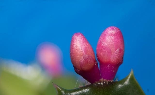  花期|蟹爪兰步入“盛花期”，想要花期长，要记得：一少、二多、三控