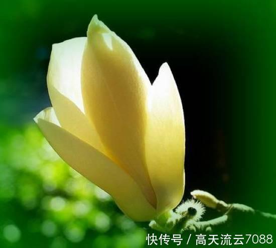 七绝《玉兰花开》平水韵